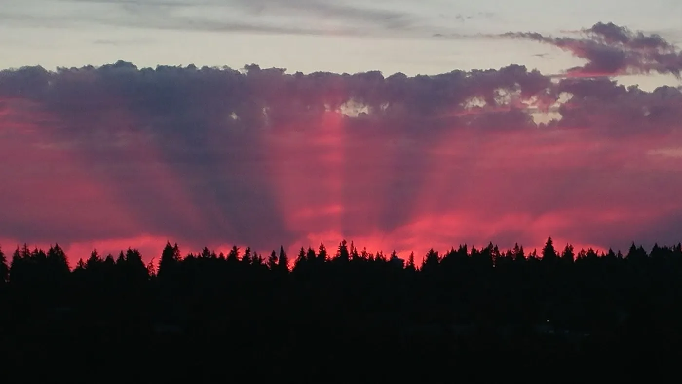 A vivid red-and-pink summer sunset over a silhouette of evergreen trees near Bellevue