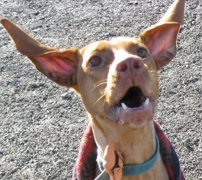 Emma, a tan dog with big floppy ears and a soulful, open-mouthed grin, lit by sun