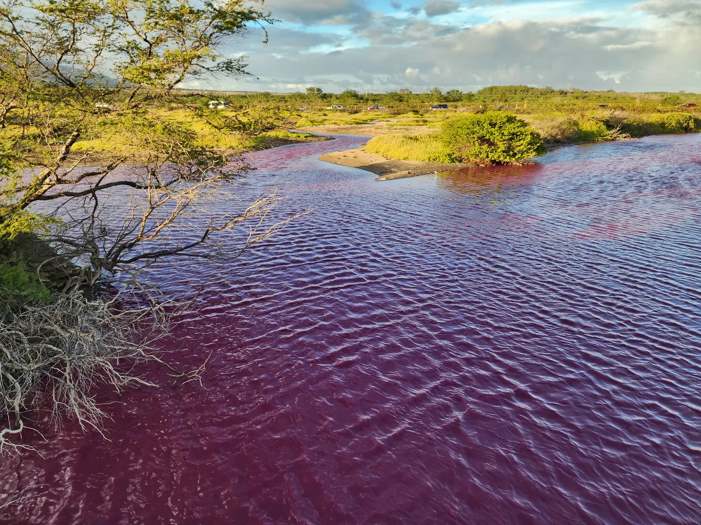 A wine-red pond winding through green brush at Keālia Pond, Maui — water turned deep magenta by halobacteria